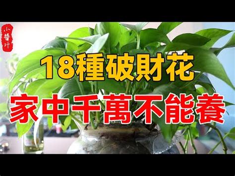 萬年青放門口|聚財門口植物攻略